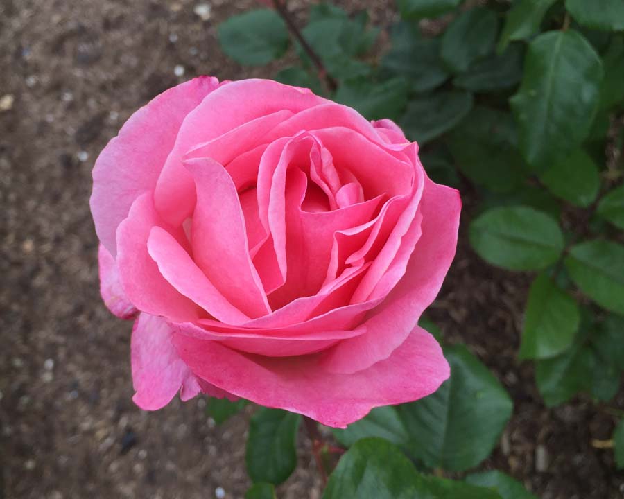 Rosa Grandiflora Queen Elizabeth