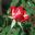 Rosa Grandiflora hybrid, Love