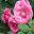 Rosa Grandiflora hybrid Melody Parfume