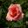 Rosa Grandiflora hybrid, Tournament of Roses