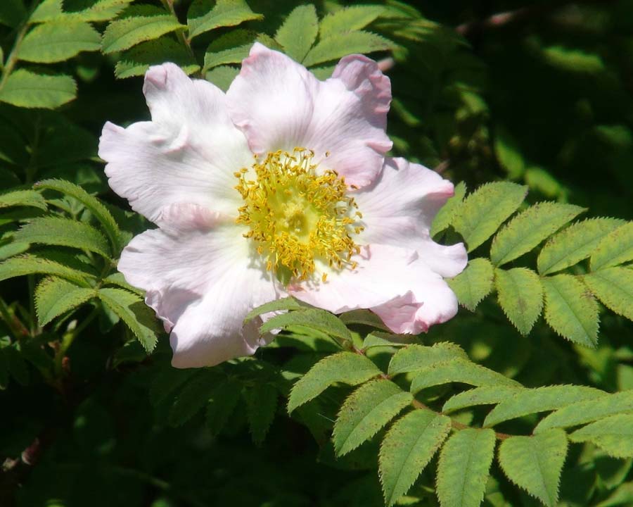 Rosa roxburghii - Species Rose | GardensOnline