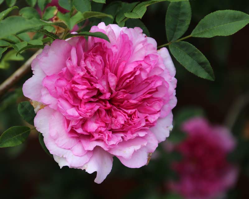 Rosa roxburghii