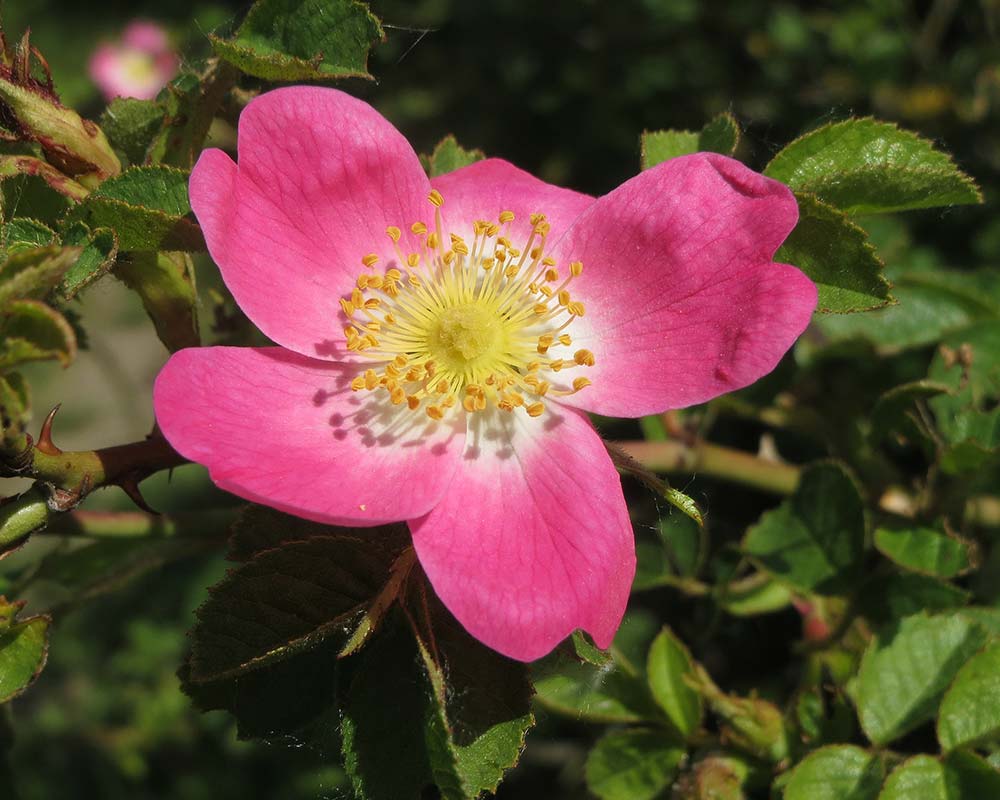 Rosa rubiginosa - Sweet Briar Rose - photo AnRo0002