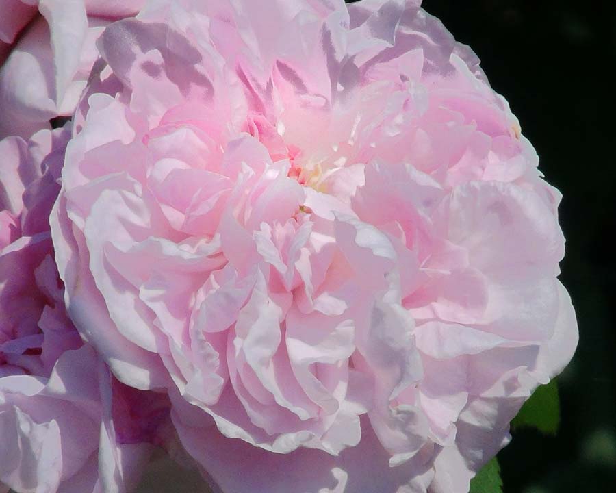 Rosa x centifolia Fantin Latour, almost impressionistic