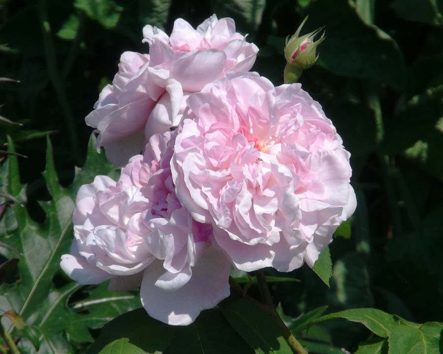 Rosa x centifolia Fantin Latour