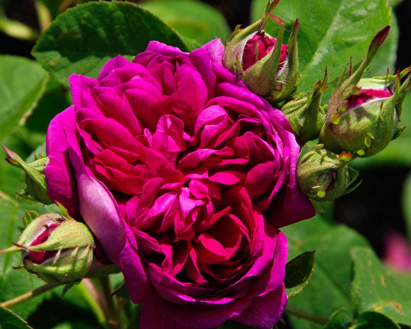 Rosa Damascena - Old Garden hybrid | GardensOnline
