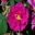 Rosa Gallica Officinalis Apothecary's Rose