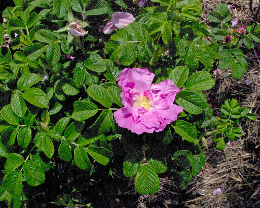 Rosa Perpetual Hybrid 'Reine de Violettes'