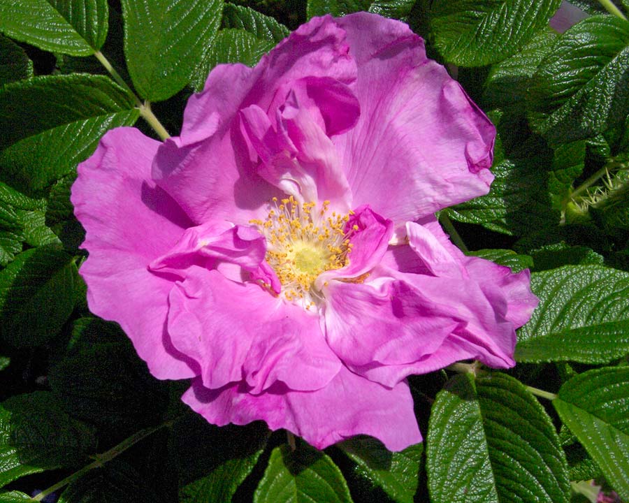 Rosa Perpetual Hybrid 'Reine de Violettes'