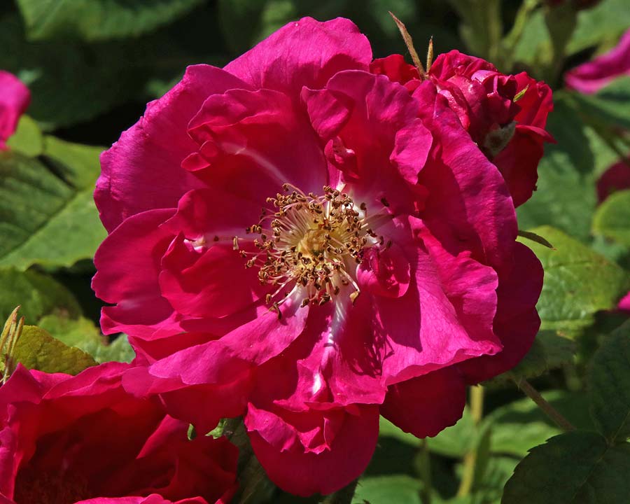Rosa portlandica