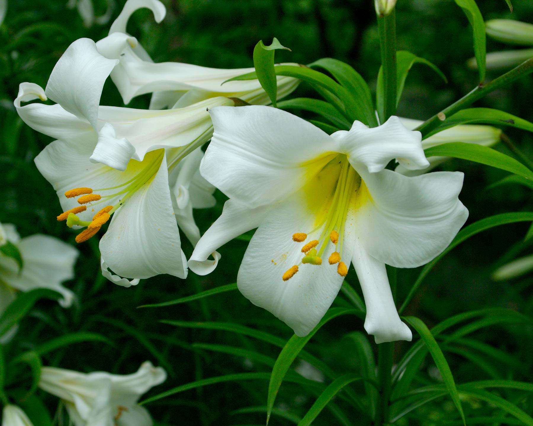 Lilium formosanum, Chinese White Lilly or Taiwan Lilly