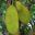 Artocarpus heterophyllus, Jack Fruit