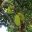 Artocarpus heterophyllus, Jackfruit