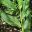 Alpinia zerumbet foliage