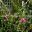 Boronia serrulata | GardensOnline