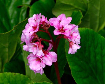 Bergenia stracheyi - clusters of pink funnel shaped flowers