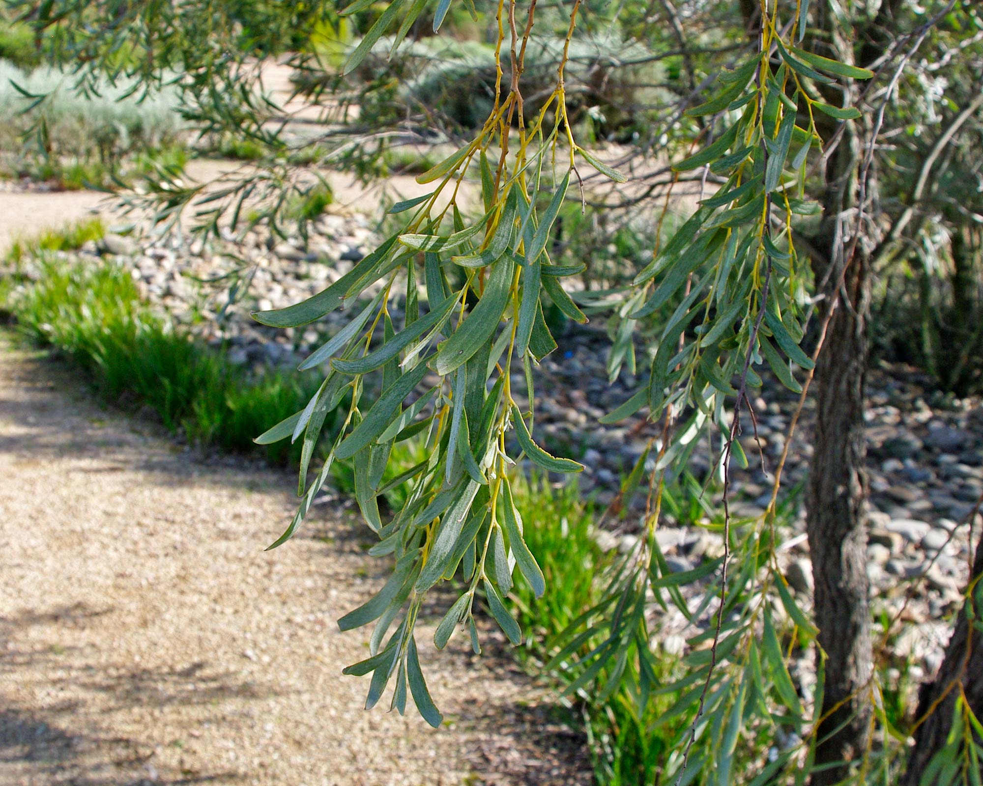 Acacia pendula foliage