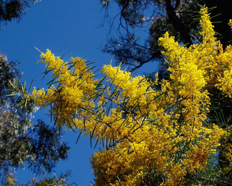 Acacia boormanii - in spring the bush will be covered with yellow flowers