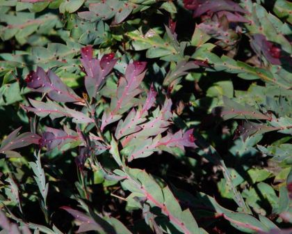Acacia glaucoptera - new leaves have a purple tinge