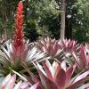 Tall flower spikes, red bracts and yellow/red flowers emerging - Alcantarea imperialis