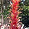 Tall flower spikes, red bracts and yellow/red flowers emerging - Alcantarea imperialis