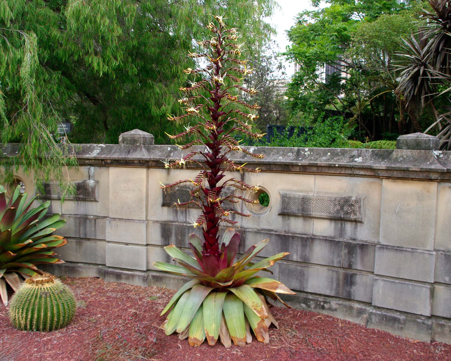 Alcantarea imperialis Rubra - red flower spike and bracts - white flowers