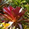 Alcantarea imperialis - rubra - this magnificent specimen is growing in Sydney Botanic Gardens