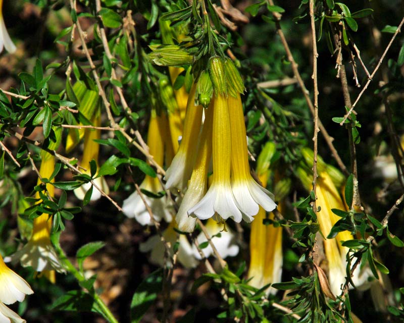 Cantua buxifolia Alba