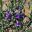 Eremophila nivea x E.christophorii has small purple flowers
