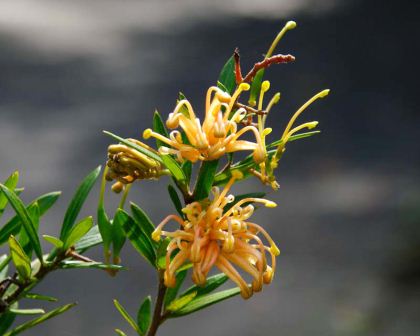 Grevillea X Goldfever has delicate yellow flowers - Canberra Botanical Gardens