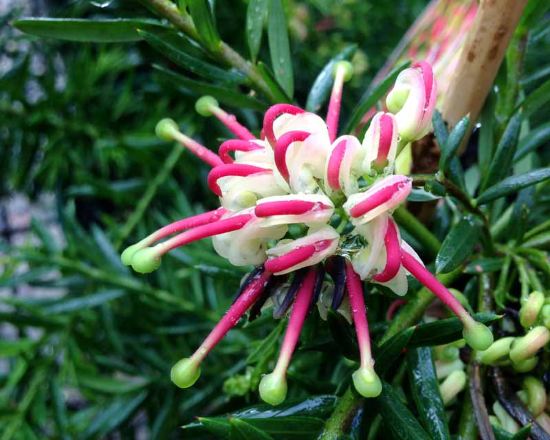 Grevillea 'Hills Jubillee' has cream and pink upright spider like flowers