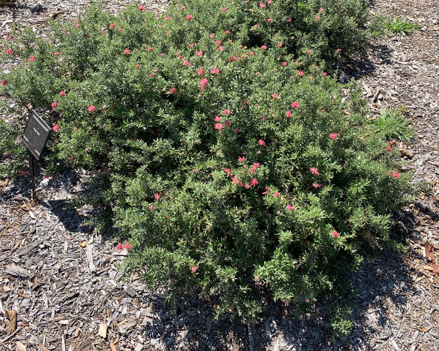 Grevillea landandulacea 'Pinky Petite' - low growing shrub for sunny positions