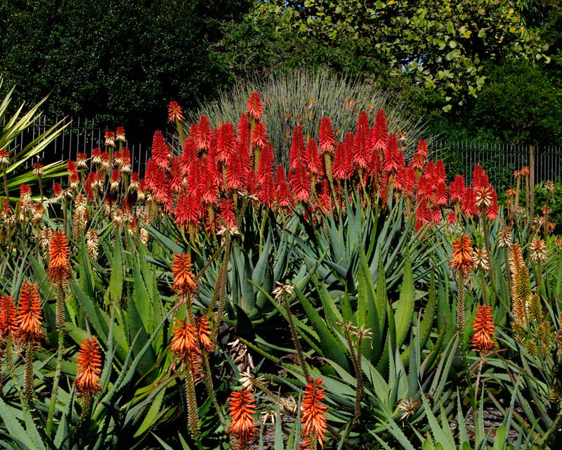 Aloe succotrina - Upright flowers stalks with racemes of red tubular flowers