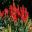 Aloe succotrina the red flowers make a wonderful winter display