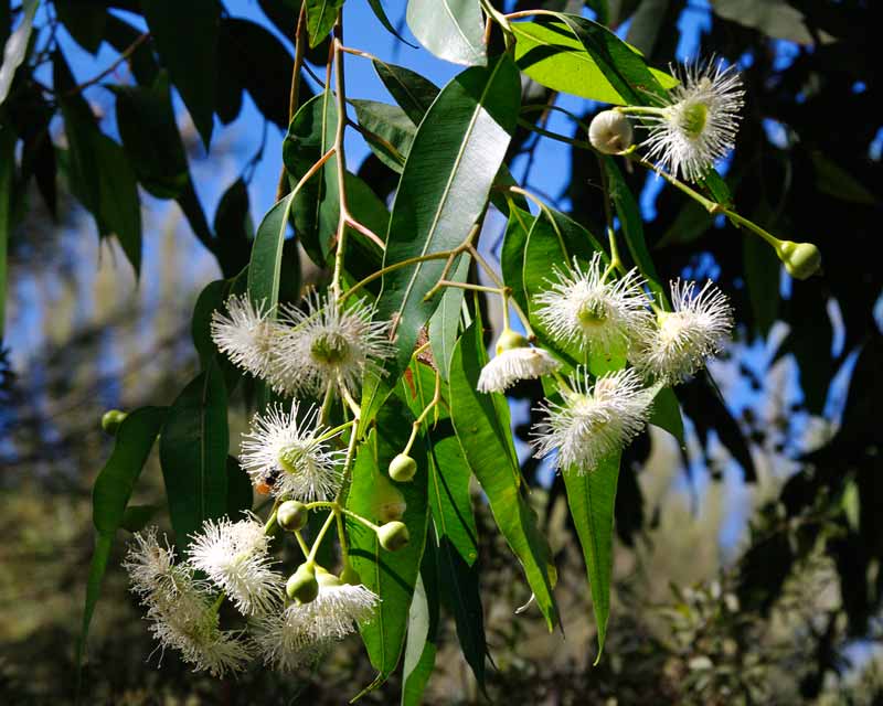 Corymbia calophylla has soft white fluffy flowers