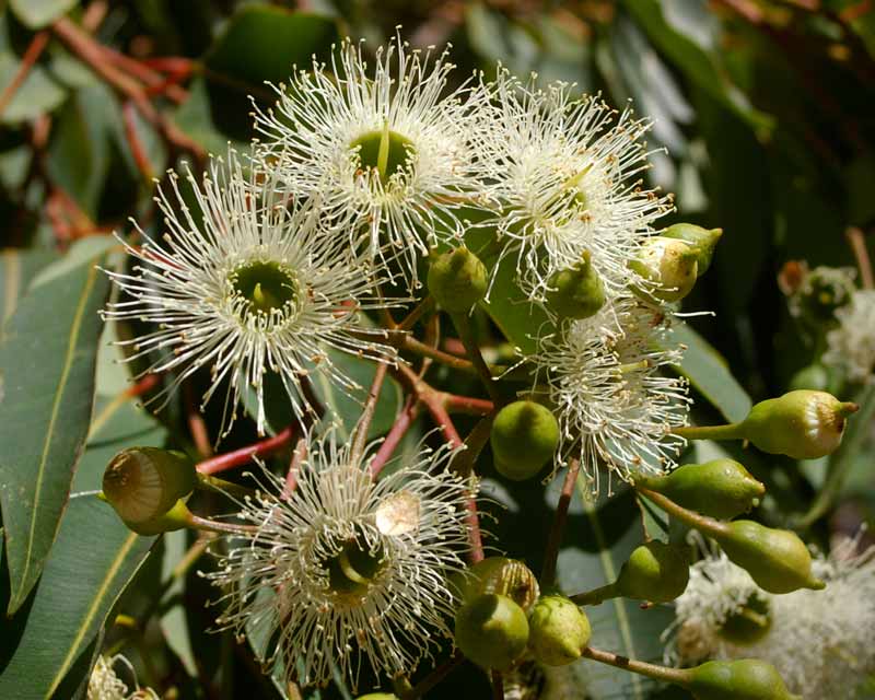 Corymbia calophylla - The caps protecting the buds are made up of the petals and sepals , then the stamen create the fluffy flower