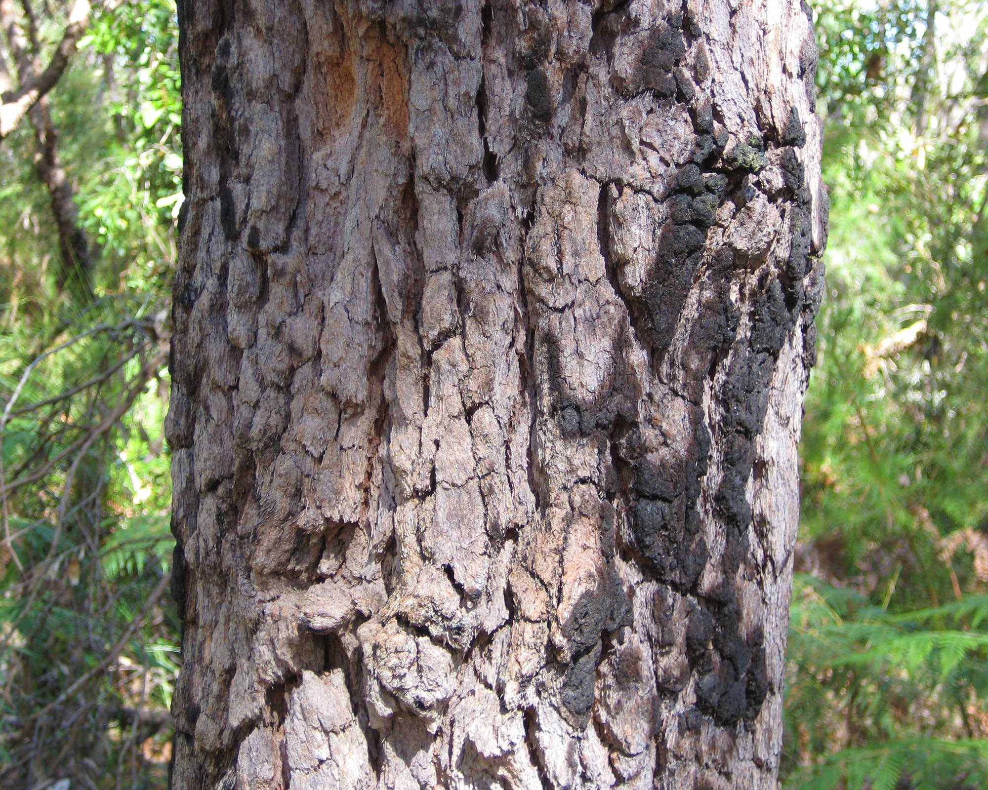 The tesselated bark of Corymbia gummifera