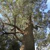 Eucalyptus fastigata