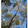 Eucalyptus sieberis