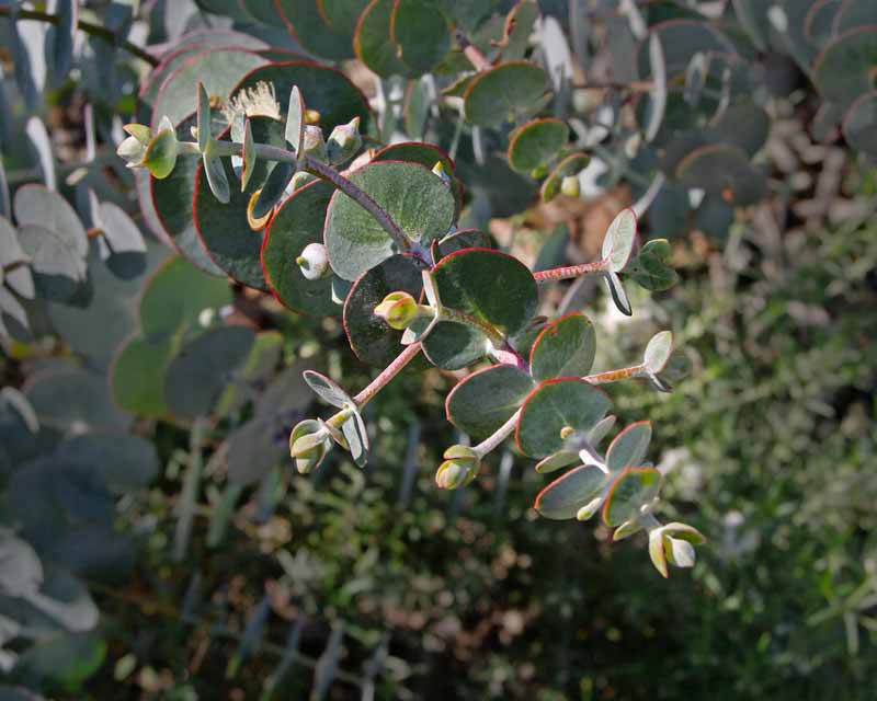 GardensOnline: Eucalyptus pulverulenta