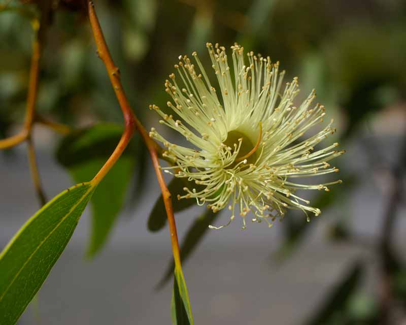 Eucalyptus roycei