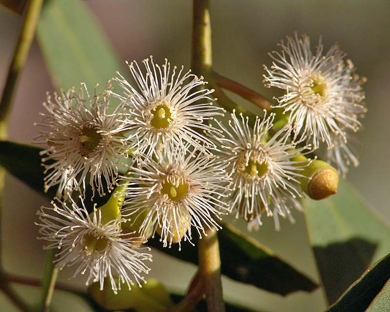 Eucalyptus pleurocarpa - Tallerack