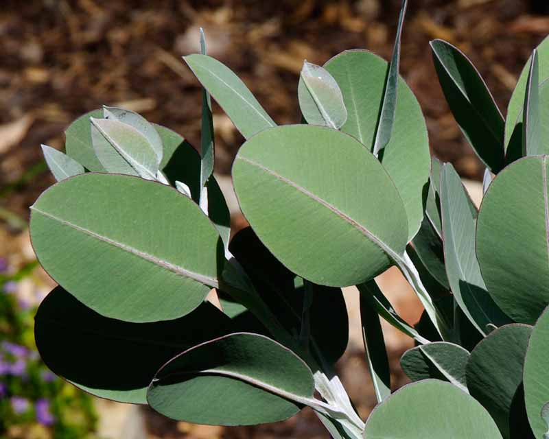 Eucalyptus tetragona has broad elliptical leaves