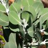 Eucalyptus tetragona