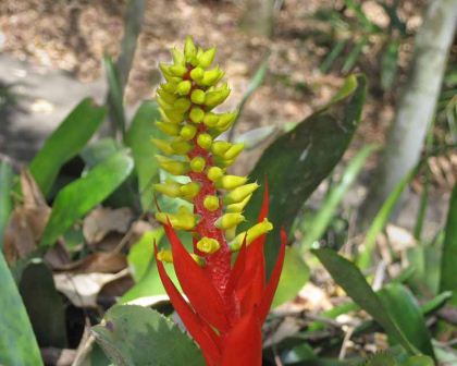 Aechmea nudicaulis - the flower stem and bracts are red. The yellow flowers are borne on a terminal spike