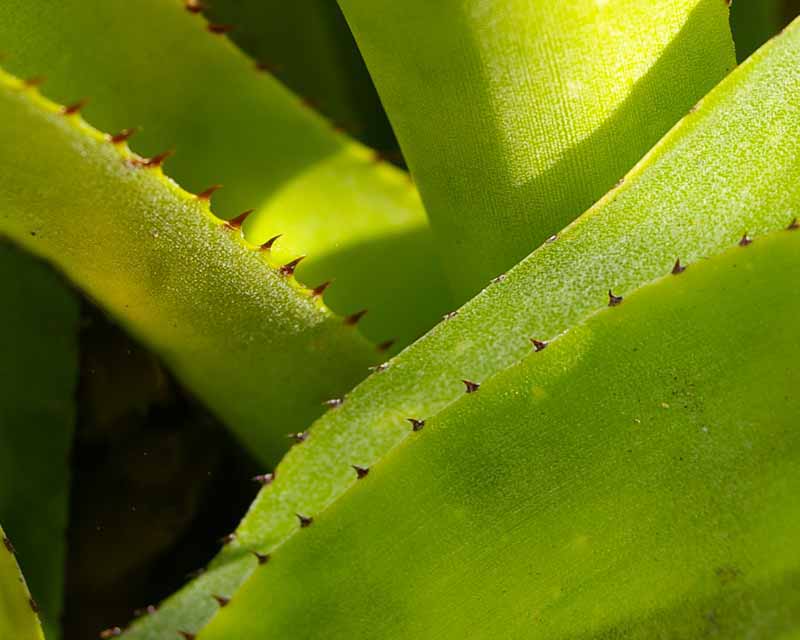 Aechmea ramosa - have sharp backward facing spines