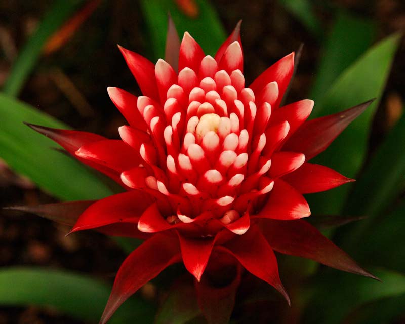 Guzmania 'Hope' - Red Flower with white tip