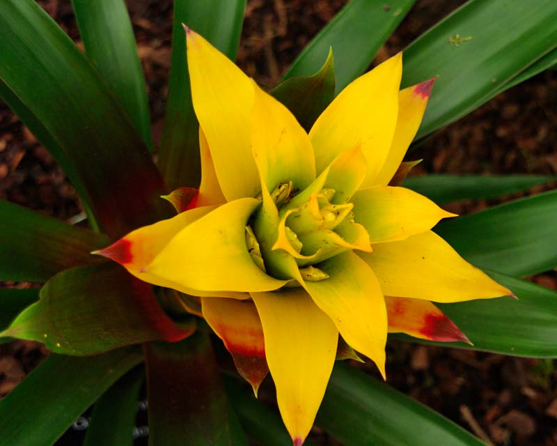 Guzmania hybrids Soledo - rosette of yellow floral bracts