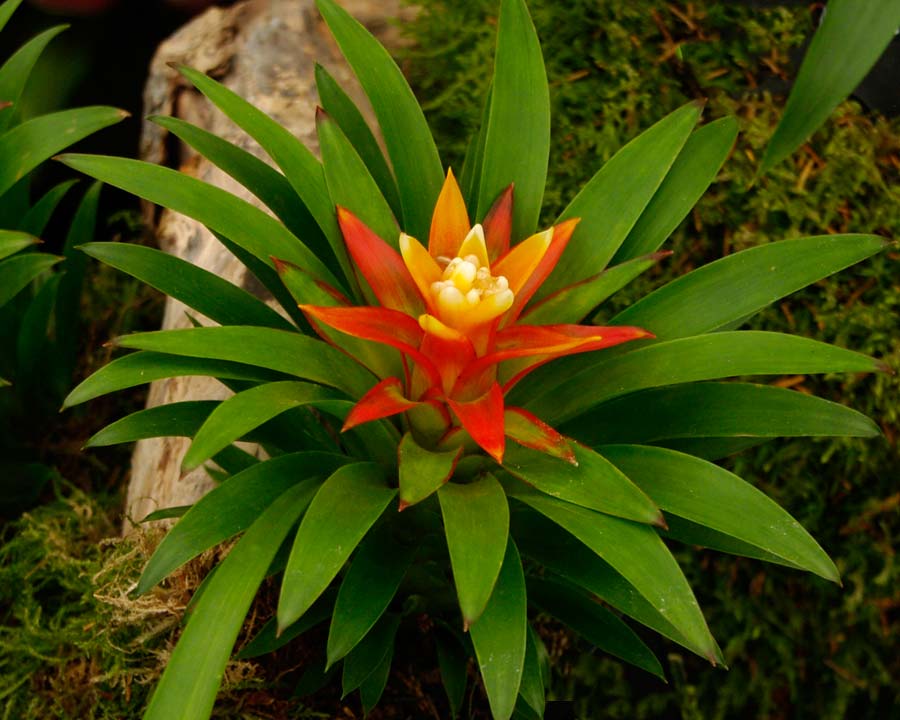 Guzmania Theresa - minature bromeliad with rosette of strap-like leaves and red floral bract in the centre