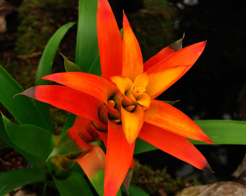 Guzmania Torch - Rosette of red bracts and yellow flowers